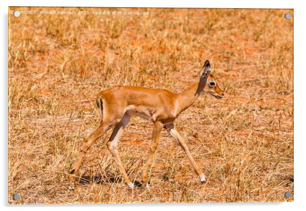 Baby Impala Acrylic by Howard Kennedy