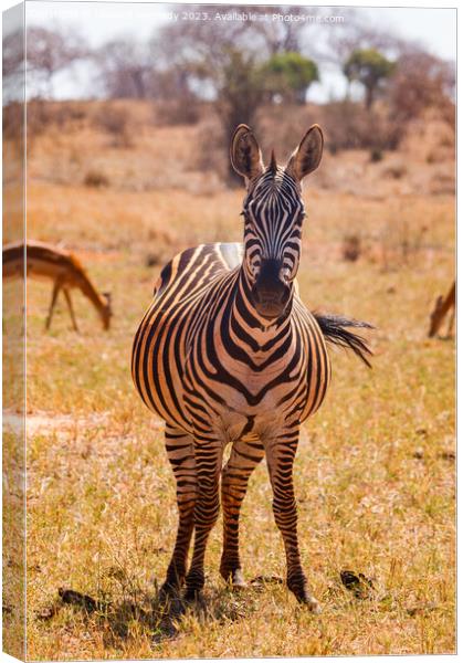 Heavily pregnant Zebra mare looking at the camera Canvas Print by Howard Kennedy