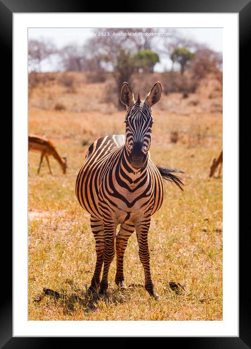 Heavily pregnant Zebra mare looking at the camera Framed Mounted Print by Howard Kennedy