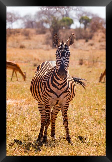 Heavily pregnant Zebra mare looking at the camera Framed Print by Howard Kennedy