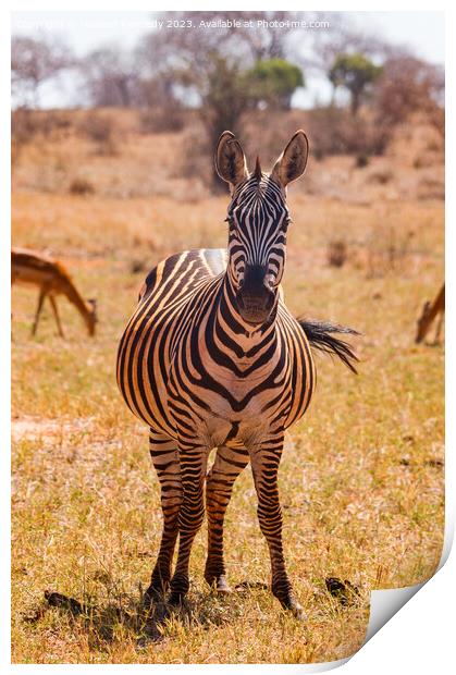 Heavily pregnant Zebra mare looking at the camera Print by Howard Kennedy