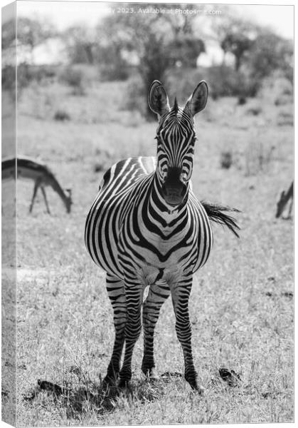 Heavily pregnant Zebra mare looking at the camera in black and white Canvas Print by Howard Kennedy