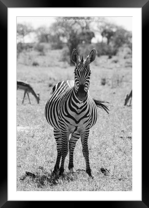 Heavily pregnant Zebra mare looking at the camera in black and white Framed Mounted Print by Howard Kennedy