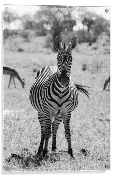 Heavily pregnant Zebra mare looking at the camera in black and white Acrylic by Howard Kennedy