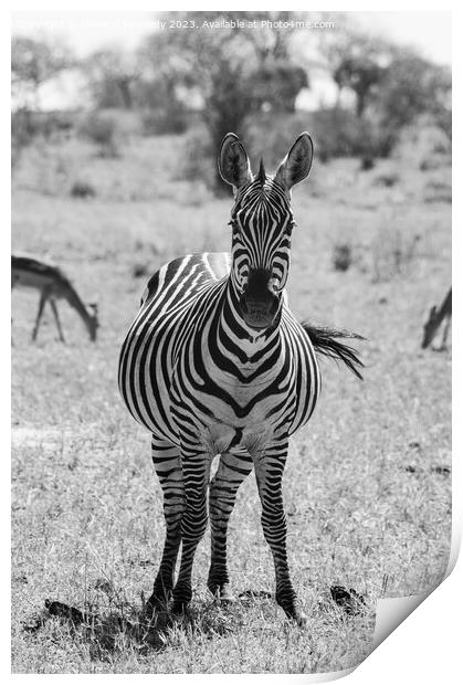 Heavily pregnant Zebra mare looking at the camera in black and white Print by Howard Kennedy