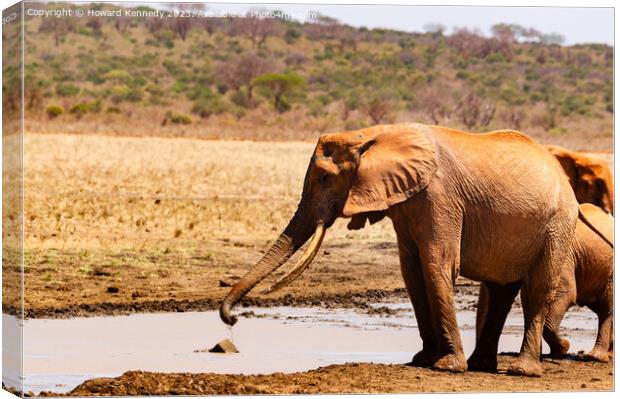 Elephant collecting mud for a mud bath Canvas Print by Howard Kennedy