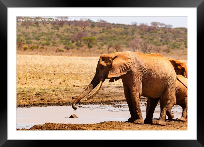 Elephant collecting mud for a mud bath Framed Mounted Print by Howard Kennedy