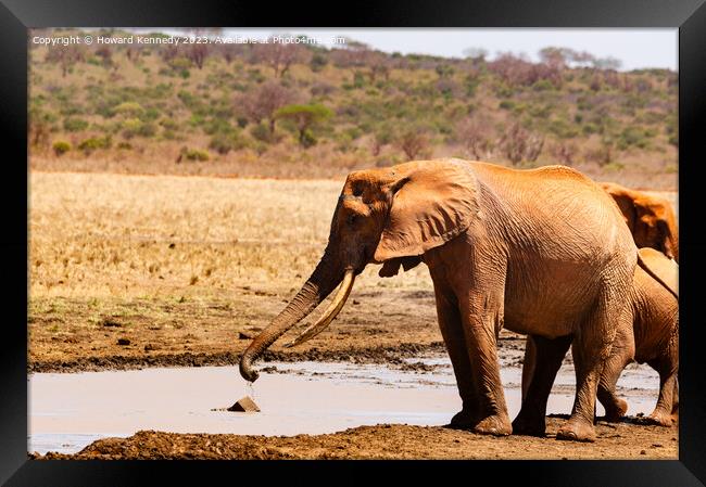Elephant collecting mud for a mud bath Framed Print by Howard Kennedy