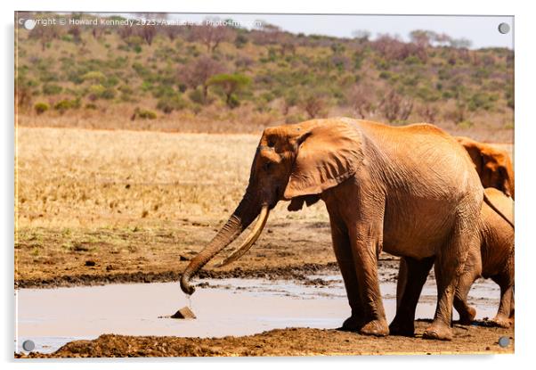 Elephant collecting mud for a mud bath Acrylic by Howard Kennedy