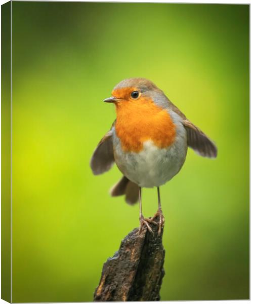Robin Red Breast Posing Canvas Print by Jonathan Thirkell