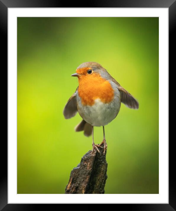 Robin Red Breast Posing Framed Mounted Print by Jonathan Thirkell