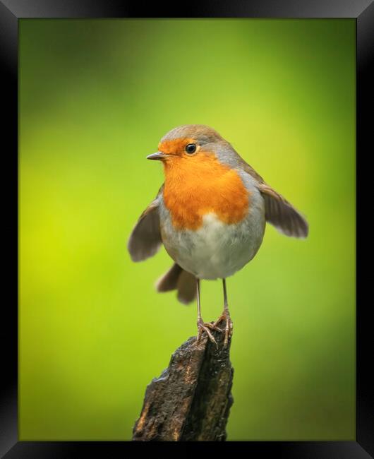 Robin Red Breast Posing Framed Print by Jonathan Thirkell