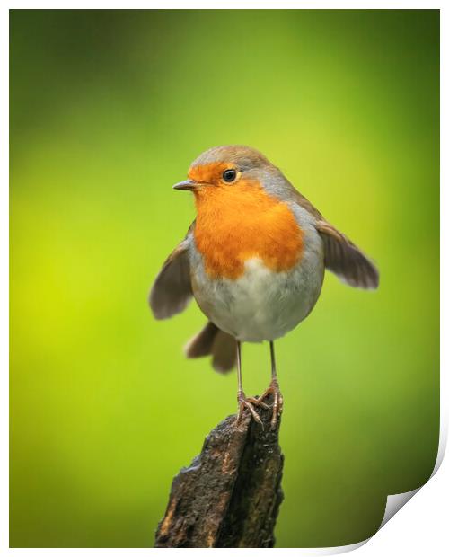 Robin Red Breast Posing Print by Jonathan Thirkell