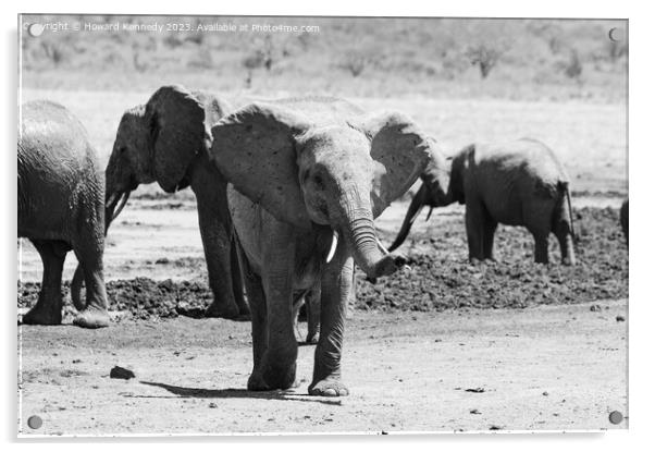 Curious baby Elephant Acrylic by Howard Kennedy