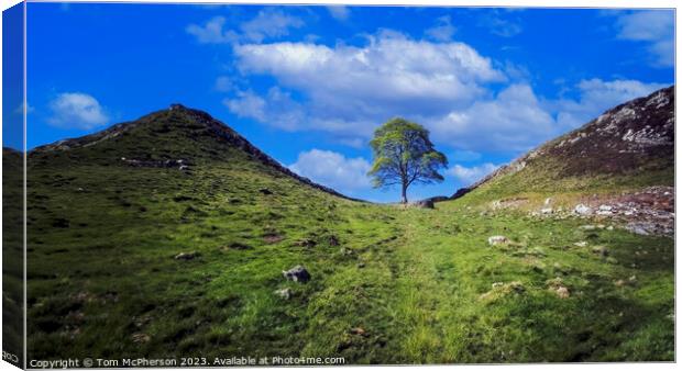The Sycamore Gap Tree Canvas Print by Tom McPherson