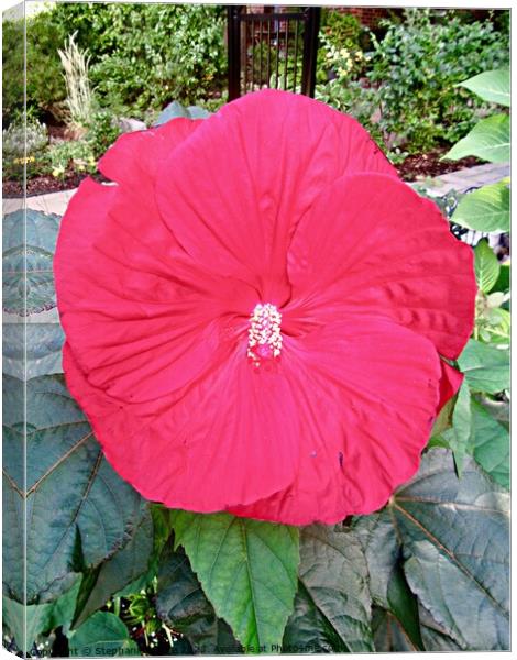 Pink hibiscus Canvas Print by Stephanie Moore