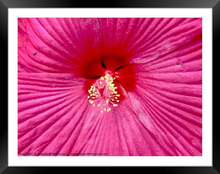 hibiscus closeup Framed Mounted Print by Stephanie Moore
