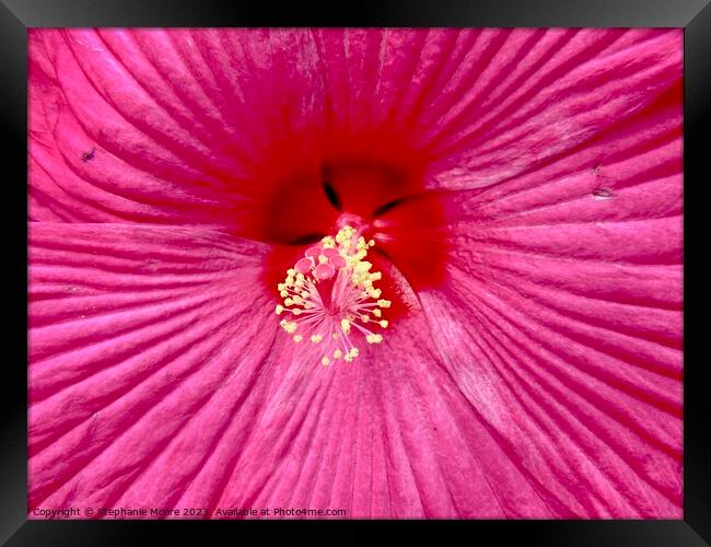 hibiscus closeup Framed Print by Stephanie Moore