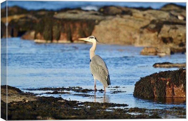 Grey heron Canvas Print by Helen Reid