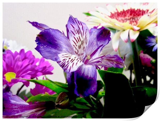 Daisies and iris Print by Stephanie Moore