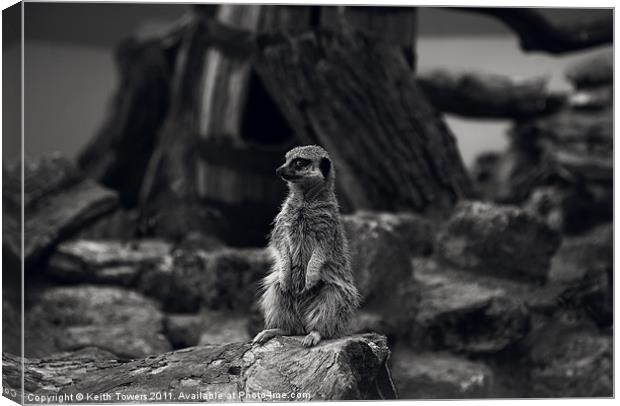 Meerkat Canvases and prints Canvas Print by Keith Towers Canvases & Prints