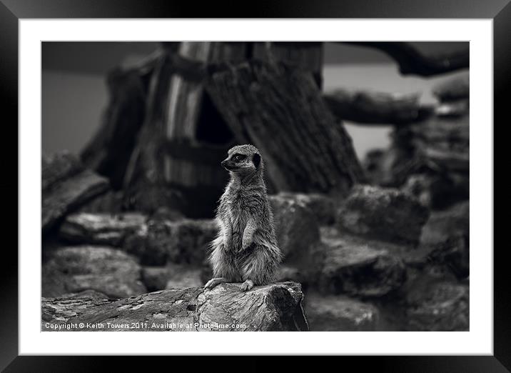 Meerkat Canvases and prints Framed Mounted Print by Keith Towers Canvases & Prints