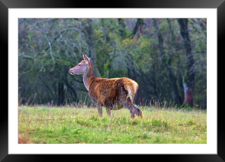Red deer Framed Mounted Print by Susan Snow