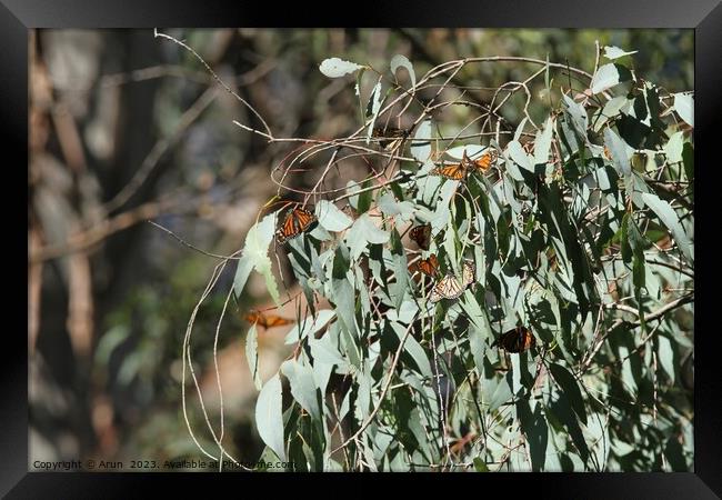 Butterfly Migration Framed Print by Arun 