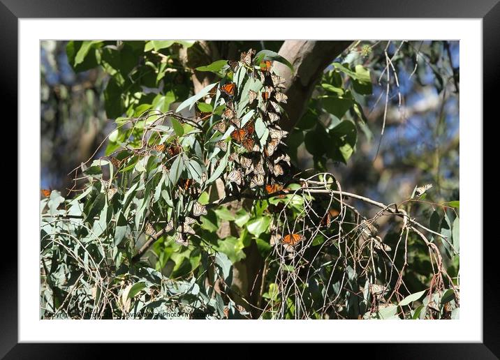 Butterfly Migration Framed Mounted Print by Arun 