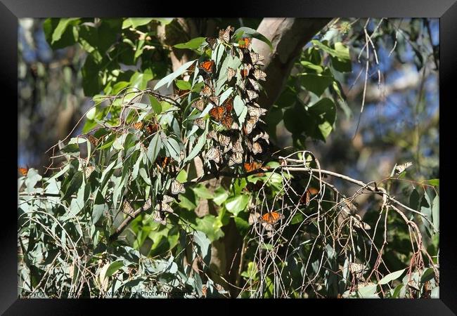 Butterfly Migration Framed Print by Arun 