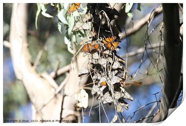 Butterfly Migration Print by Arun 