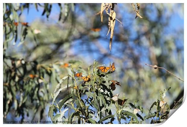 Butterfly Migration Print by Arun 