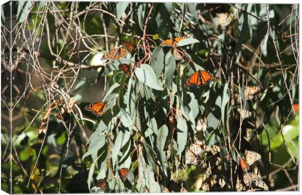Butterfly Migration Canvas Print by Arun 