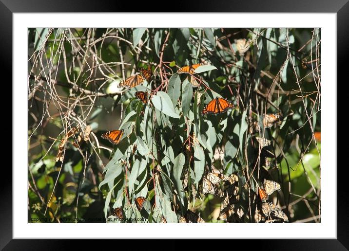 Butterfly Migration Framed Mounted Print by Arun 