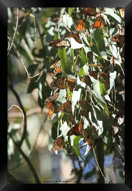 Butterfly Migration Framed Print by Arun 