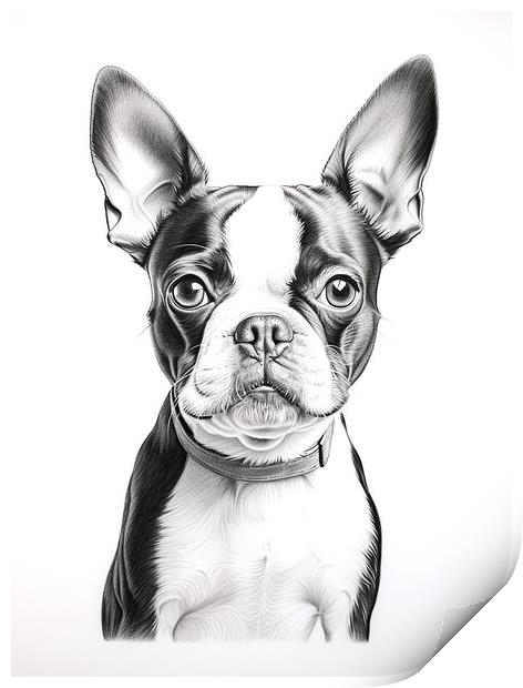 Boston Terrier Pencil Drawing Print by K9 Art