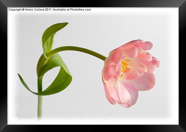 PINK TULIP Framed Print by Helen Cullens