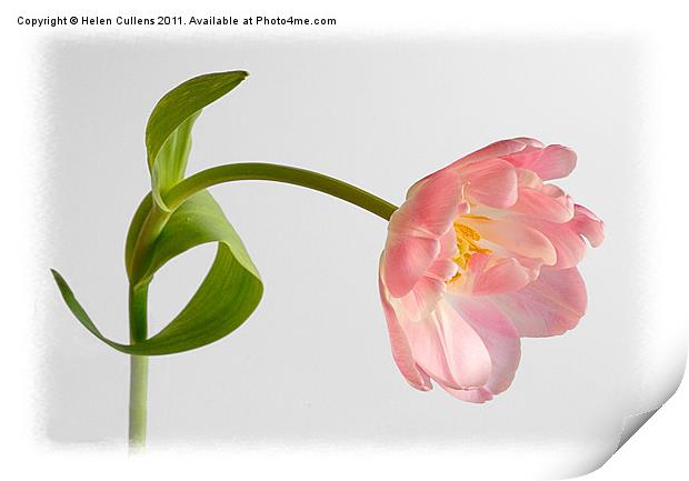 PINK TULIP Print by Helen Cullens