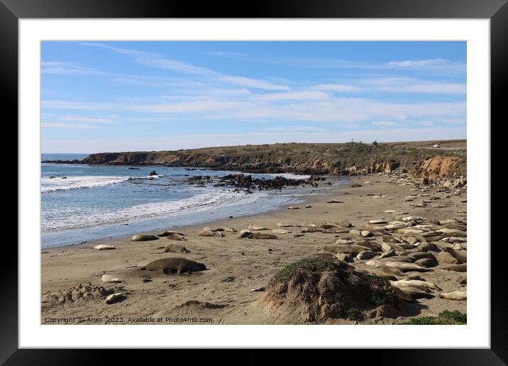 Sea lions on the beach at Piedra Blanca California Framed Mounted Print by Arun 