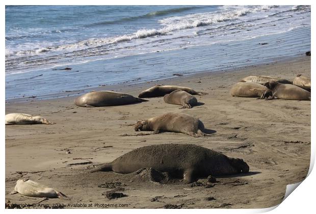 Sea lions on the beach at Piedra Blanca California Print by Arun 