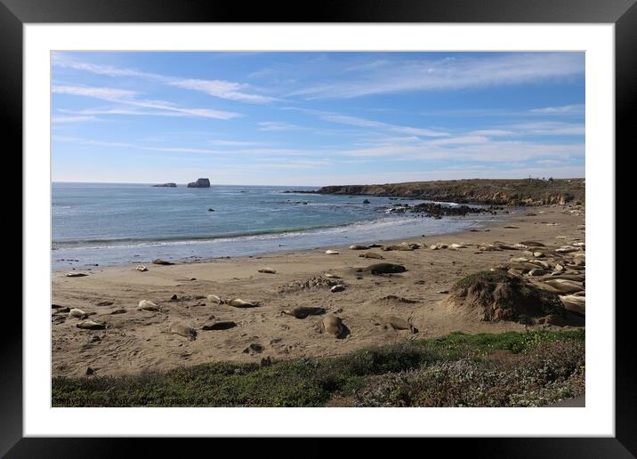 Sea lions on the beach at Piedra Blanca California Framed Mounted Print by Arun 