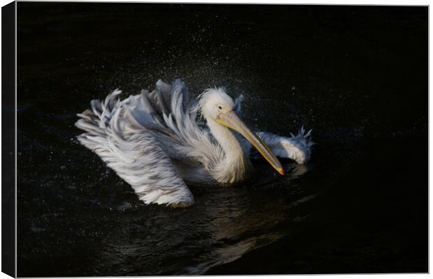 Pelican in Motion Canvas Print by rawshutterbug 
