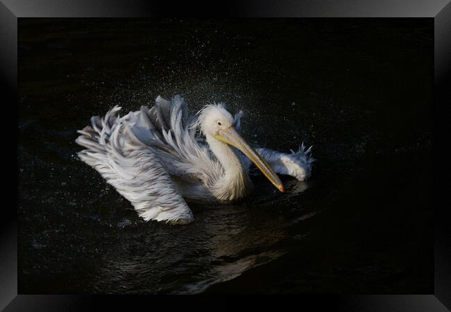 Pelican in Motion Framed Print by rawshutterbug 
