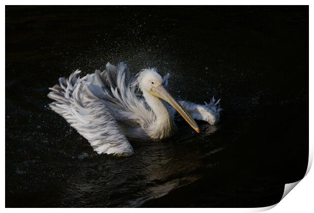Pelican in Motion Print by rawshutterbug 