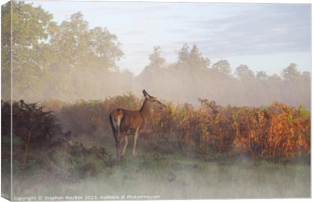 Doe Sun Ray and Me Canvas Print by Stephen Noulton
