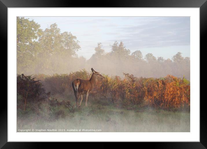 Doe Sun Ray and Me Framed Mounted Print by Stephen Noulton