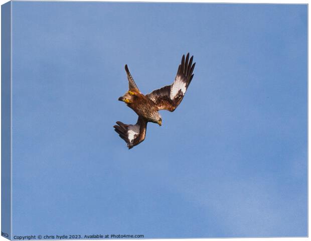 Red Kite Diving Canvas Print by chris hyde