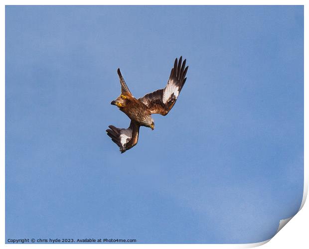 Red Kite Diving Print by chris hyde