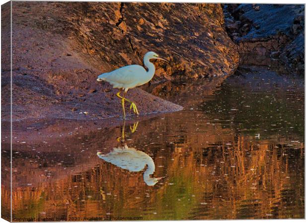 Little Egret on riverbank Canvas Print by chris hyde