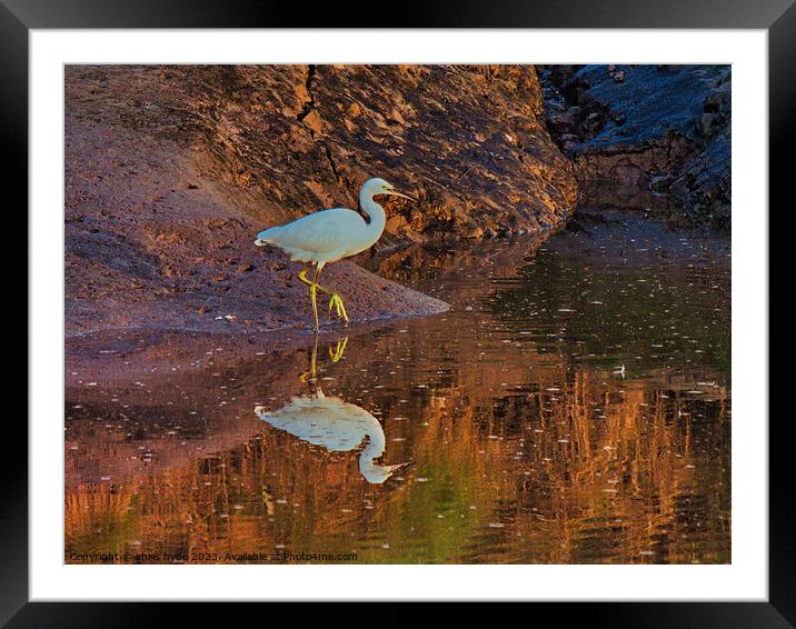 Little Egret on riverbank Framed Mounted Print by chris hyde